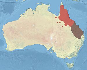 Black-throated Finch Distribution.jpg