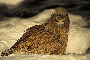 Blakiston`s fish owl
