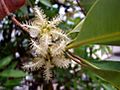 Brush Box tree flowers