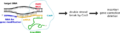 CRISPR-Cas9 mode of action