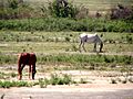 Caballos 2010