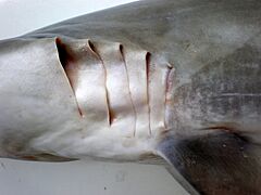 Carcharhinus brevipinna JNC3077 Gill slits