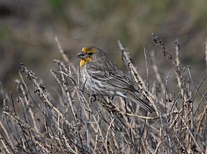 Carpodacus mexicanus6