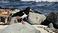 Chatham Island Oystercatcher (Haematopus chathamensis)