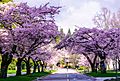 Cherryblossoms Canada 03