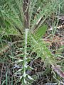 Cirsium brevistylum (5975392645)