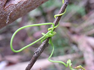 Climber on Blackbutt twig.jpg