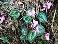 Cyclamen parviflorum-2