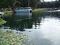 De Leon Springs manatee03