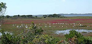 Egrets-assateague