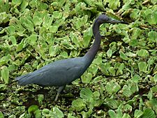 Egretta caerulea, Little Blue Heron