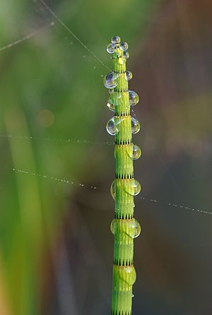 Equisetum fluviatile Luc Viatour.jpg