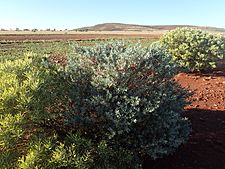 Eremophila latrobei latrobei (habit)