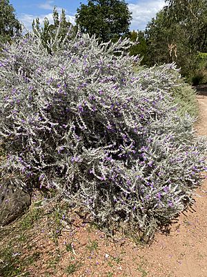 Eremophila nivea habit