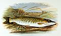 Esox lucius A. F. Lydon