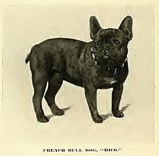 French Bulldodg circa 1890