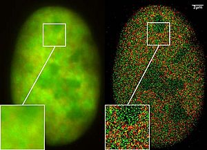 GFP Superresolution Christoph Cremer