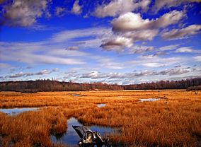 GboroSP Wetland.jpg