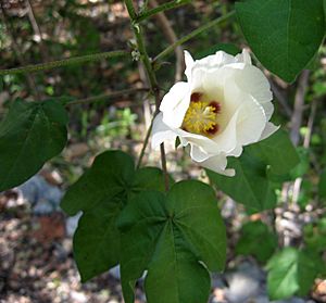 Gossypium hirsutum Florida