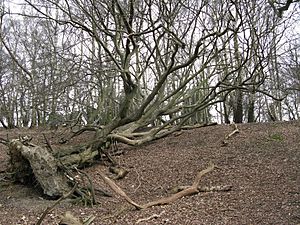 HillFort