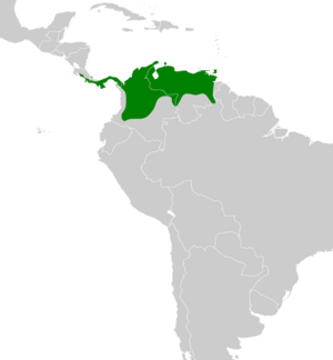 Hylophilus flavipes map.svg