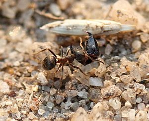 IC Lasius with chelicerae