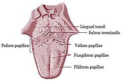 Illu04 tongue2.jpg