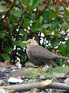 Island thrush (Turdus poliocephalus)