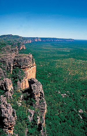 Kakadu 2431