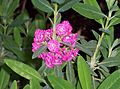 Kalmia angustifolia Rubra