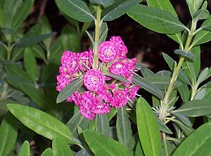 Kalmia angustifolia Rubra.jpg