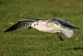 Laughing gull Porthmadog