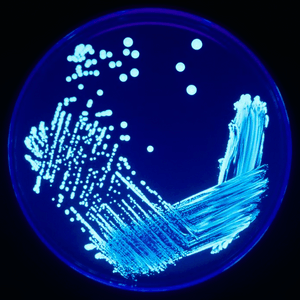 Legionella Plate 01.png