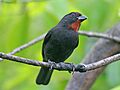 Lesser Antillean Bullfinch RWD5