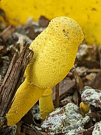 Leucocoprinus birnbaumii sclerotia 02