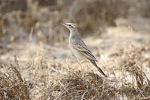 Long-billed pipit