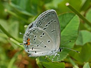 Lycaenidae - Everes comyntas