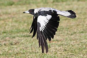 Magpie inflight