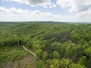 Manistee National Forest Timber