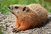 Marmota monax UL 04.jpg