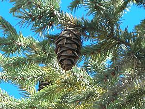 Mexican Douglas fir (Pseudotsuga lindleyana) branch.jpg