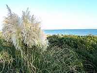 NC AtlanticBeach seaoats