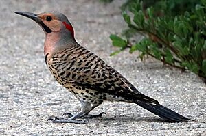 Northern flicker, Roslyn (cropped).jpg