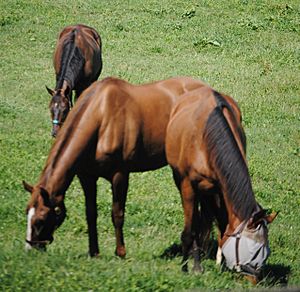 Old Friends sharing a pasture