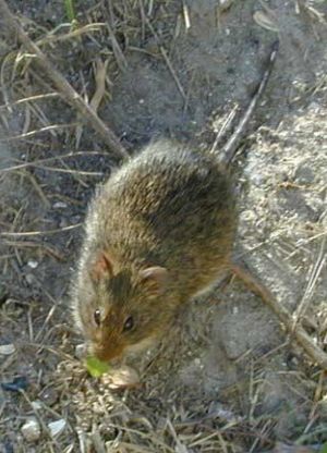 Oryzomys palustris Paynes