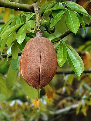 Pachira aquatica (fruit) edit1