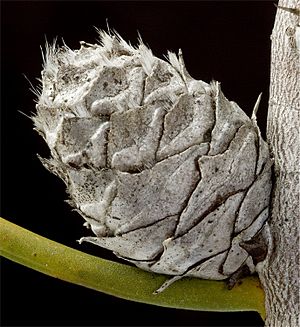 Petrophile teretifolia fruit