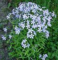 Phlox divaricata 1