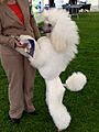 Poodle, white standard 01