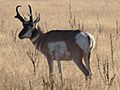 Pronghorn - Antelope Island